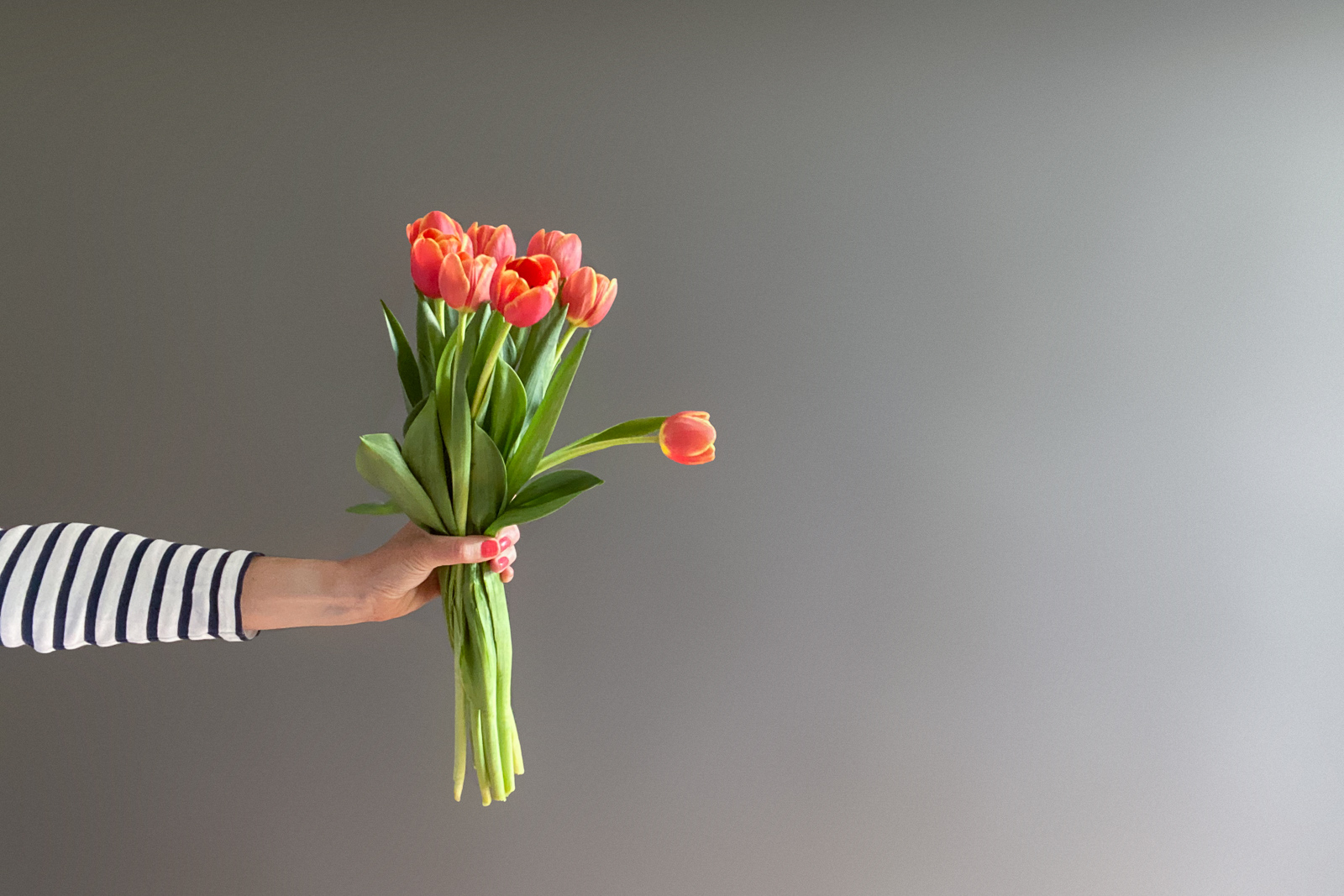 Eine Hand streckt ein Bund rote Tulpen zur Seite.